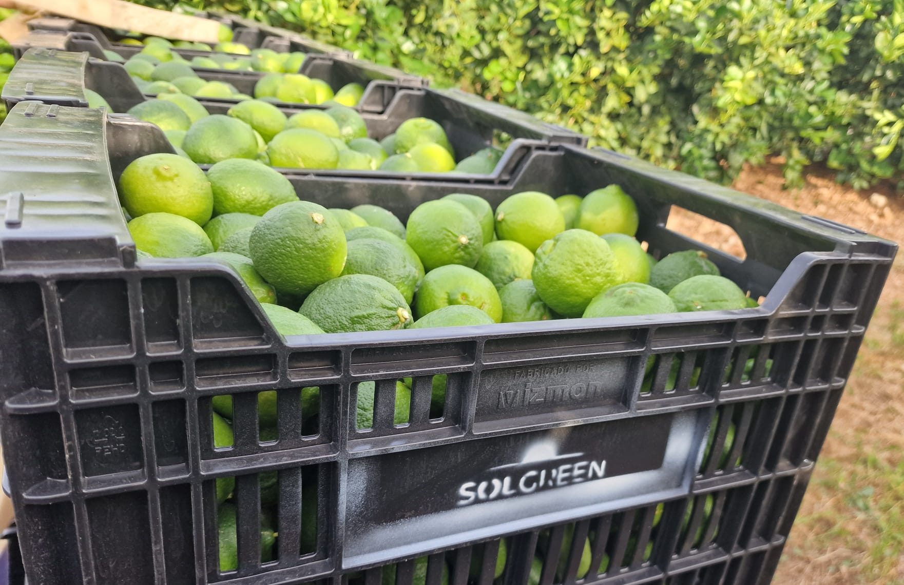 Solgreen Fruits - Cultivos de lima