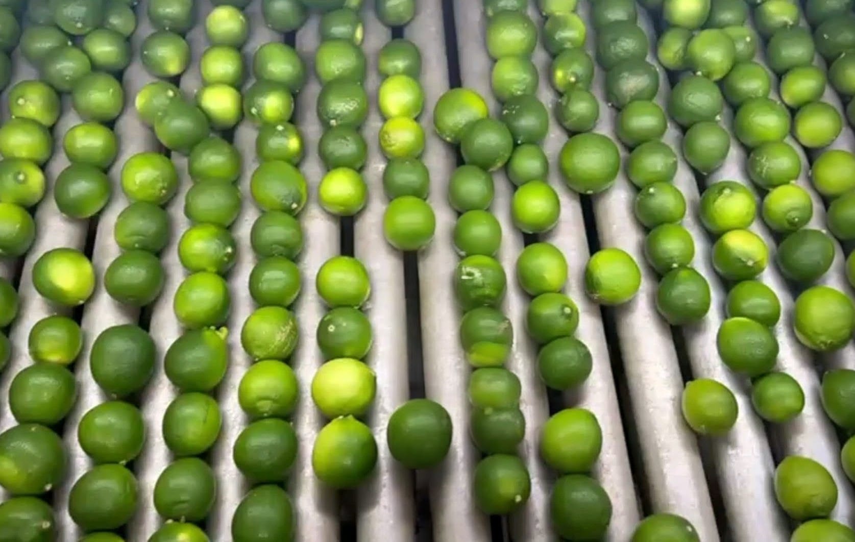 Composición de la Lima